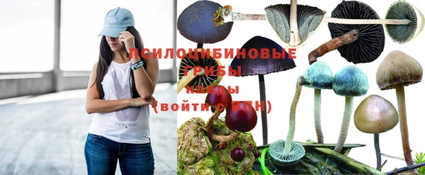 мдпв Гусев